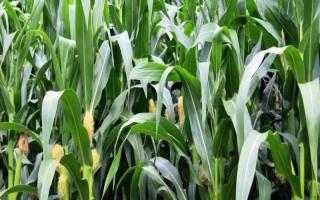 膠玉1號(hào)玉米種子特點(diǎn)，夏播生育期105天