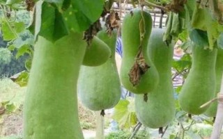 種植砍瓜的要點(diǎn)，結(jié)瓜期要進(jìn)行人工授粉