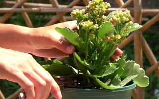 長壽花的夏季管理方法，澆水上最好不要澆或者少澆