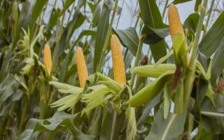 高康6號（試驗(yàn)名稱：高康6號）玉米種子介紹，大喇叭口期防治玉米螟