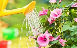 養(yǎng)花如何澆水，以下6個原則要謹記