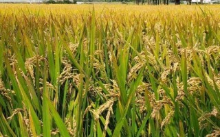 春9兩優(yōu)851水稻種子簡介，秧田播種量每畝15.0千克