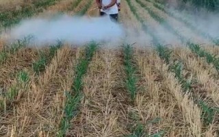 怎么提高微生物農(nóng)藥的藥效，在25-30℃的氣溫下打藥可增強(qiáng)藥效