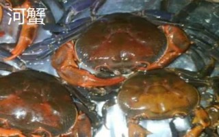 山螃蟹和河蟹的區(qū)別，生長環(huán)境和食用方法均不同