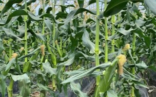 春玉米的巧種植方法，推廣種植密度每畝4000-4500株
