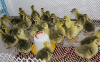 飼養(yǎng)雛鵝要注意什么，放在環(huán)境良好的育雛室內(nèi)養(yǎng)護