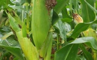 登海圣豐168玉米種簡(jiǎn)介，適宜密度為每畝5000株左右