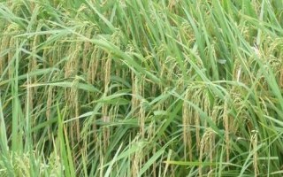 荃兩優(yōu)粵農(nóng)絲苗水稻種子簡介，適時(shí)防治病蟲草害