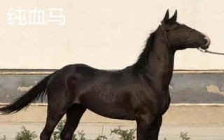 汗血寶馬介紹，其祖先是生長在戈壁地帶的野馬