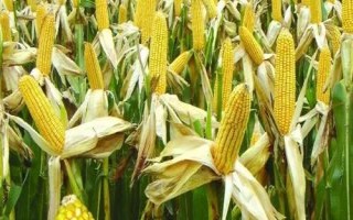 斯達(dá)糯47玉米種子介紹，該品種喜肥水