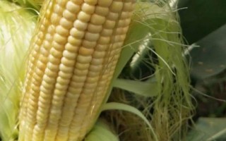 銀玉439玉米種子介紹，（每畝適宜種植密度5500株
