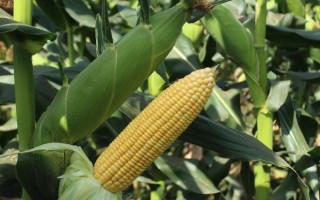 華威甜1號玉米種子介紹，每畝種植3000~3500株