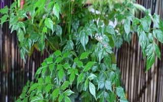 幸福樹的擺放禁忌，不宜擺放在衛(wèi)生間旁