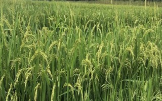 新稻38號水稻品種簡介，全生育期應(yīng)以淺水灌溉為主