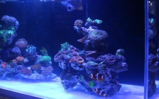 魚(yú)缸殺菌所用藥物，高錳酸鉀、二氧化氯經(jīng)常被使用