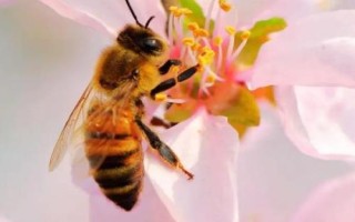 有關(guān)蜜蜂的知識，屬典型的有益昆蟲