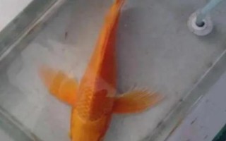 鯉魚(yú)的品種，常見(jiàn)的有紅鯉、豐鯉、錦鯉等