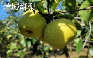 陜西省榆林市的特色水果，包括清澗紅棗和陜北山杏等種類