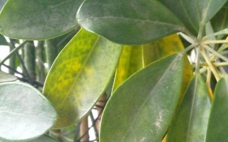 鵝掌木怎么養(yǎng)，每隔5-10天給植株澆水一次