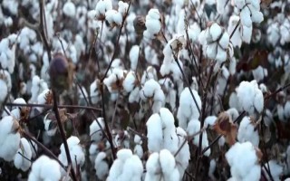 遼棉20號棉花品種簡介，4月25日-5月1日播種