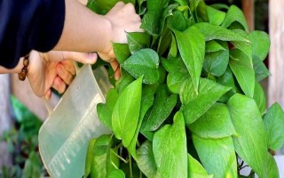 維生素c能澆哪些植物，可以澆綠蘿、茉莉花等