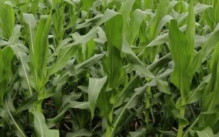 中興11玉米品種簡(jiǎn)介，適宜在肥力中上等的地塊種植