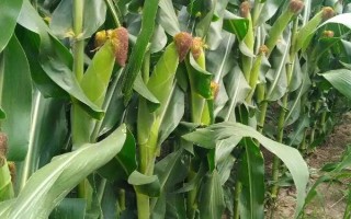 沈玉35號(hào)玉米種子特點(diǎn)，中抗莖基腐?。?-5級(jí)）