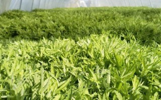 藜蒿能保存多長時(shí)間，保存期大概在3-7天