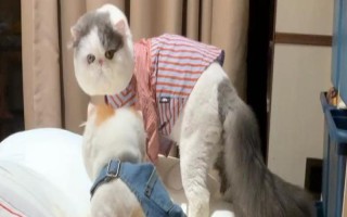 梁老財(cái)是什么貓，是一只加菲貓
