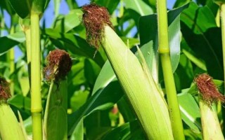 玄育2號玉米種子介紹，中抗腐霉莖腐病