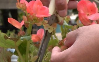 海棠花的種植技術(shù)，適宜生長(zhǎng)在溫暖的環(huán)境中