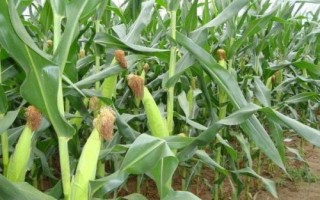 松糯9號玉米種子特征特性，4月下旬至5月上旬播種