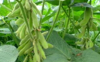 牡豆10大豆種子特征特性，高油大豆品種