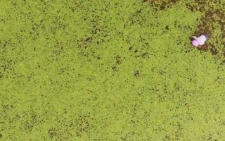 莼菜的種植方法，選擇在向陽的地方種植