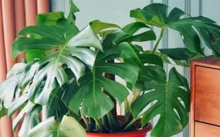 怎么養(yǎng)殖小龜背竹，生長期每隔半個(gè)月追施一次肥料