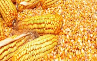 金華13號玉米種子特點(diǎn)，秋植全生育期74~80天