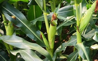 博斯糯6號玉米品種的特性，春植生育期82～89天