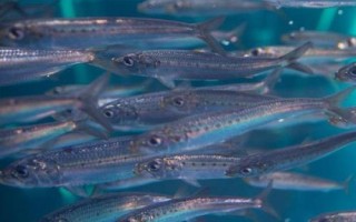 沙丁魚和青條魚的區(qū)別，科目和外形都不同