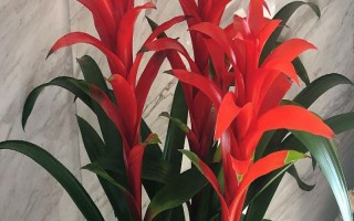 鴻運(yùn)當(dāng)頭葉子有黃斑的原因及處理方法，可能是溫度不適或澆水不當(dāng)?shù)? /></p><h2>一、鴻運(yùn)當(dāng)頭葉子有黃斑的原因及處理方法</h2><p>1、溫度不適</p><p>（1）鴻運(yùn)當(dāng)頭最適宜生長(zhǎng)溫度為20-30℃，溫度過(guò)高或過(guò)低都會(huì)對(duì)其造成影響，夏季炎熱、冬季寒冷，這都是我們需要注意的地方。</p><p>（2）處理方式：在夏季溫度過(guò)高的時(shí)候需要對(duì)其進(jìn)行降溫處理，建造遮陽(yáng)棚，在周?chē)鷩姙⑺?，都是不錯(cuò)的選擇。在溫度過(guò)低的時(shí)候就需要對(duì)其進(jìn)行保溫處理了，比如噴灑防凍劑，移動(dòng)到室內(nèi)提升溫度都行。</p><p>2、澆水不當(dāng)</p><p>（1）不正確的澆水方法同樣會(huì)影響鴻運(yùn)當(dāng)頭的生長(zhǎng)，通常情況下陰雨天不澆水，家庭澆水最好選用晾曬過(guò)的水，不要直接用涼水澆灌，不正當(dāng)?shù)臐菜矔?huì)導(dǎo)致它的葉子出現(xiàn)黃斑。</p><p>（2）處理方式：在給鴻運(yùn)當(dāng)頭澆水的時(shí)候一定要把握好量，保持盆土的濕潤(rùn)，澆透即可，經(jīng)常在葉面噴灑一些清水，也有助于它的生長(zhǎng)。</p><p style=