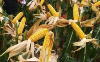 先玉1709玉米種子特點(diǎn)，種植密度6000株/畝左右