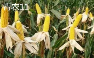 高產夏玉米品種介紹，不同的田地類型適合種植不同品種
