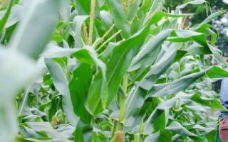 米多11玉米種子簡(jiǎn)介，4月下旬5月上旬播種