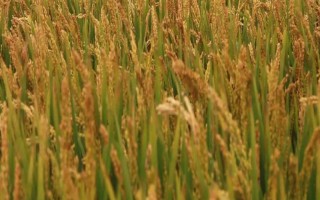 內(nèi)10優(yōu)702水稻品種的特性，3月下旬至4月上旬播種