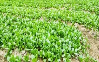 青菜的種植方法，需要選擇顆粒飽滿且無病蟲害的種子