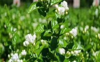 茉莉花茶的產(chǎn)地，產(chǎn)量最高的是橫縣