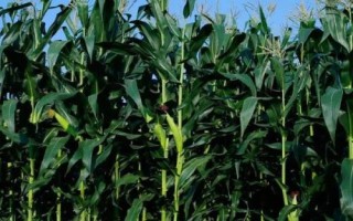 BQ1902玉米種子介紹，中抗大斑病