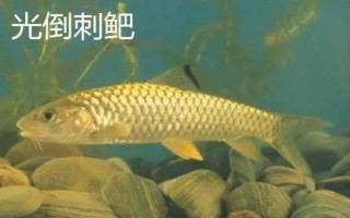 中華倒刺鲃與光倒刺鲃?dòng)惺裁磪^(qū)別，中華倒刺鲃的體態(tài)近似鯉魚(yú)