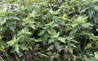 農(nóng)村常見的野草，常見的有苘麻、艾草等
