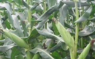 DF617玉米品種簡介，全生育期灌水3-4次