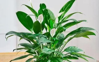 白掌的栽培管理方法，生長期間應經常保持盆土濕潤